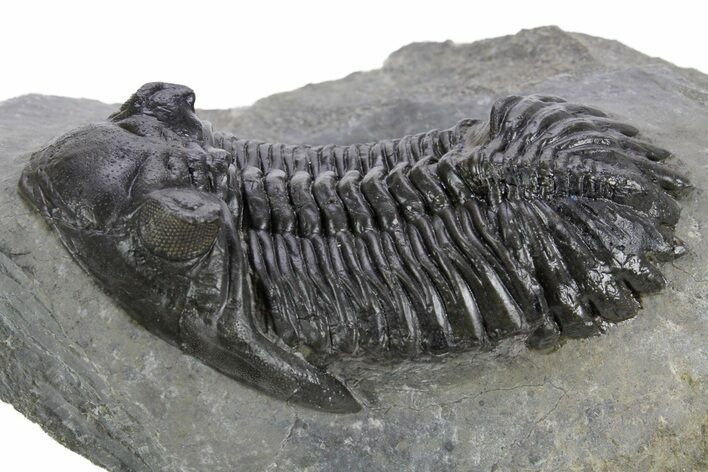Detailed Hollardops Trilobite Fossil - Ofaten, Morocco #359498